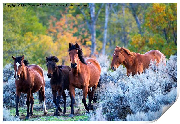 Wild Mustang Autumn Print by Mike Dawson