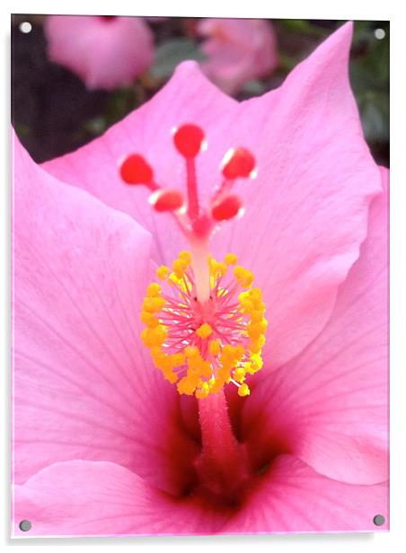 Pink Hawaiian Hibiscus Rising Acrylic by Terrance Lum