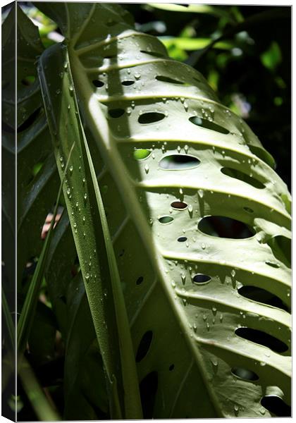  Monstera in the Morning Canvas Print by Terrance Lum