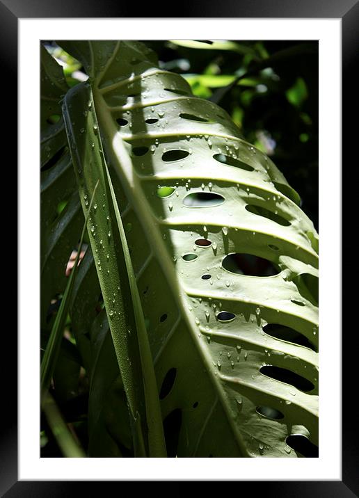 Monstera in the Morning Framed Mounted Print by Terrance Lum