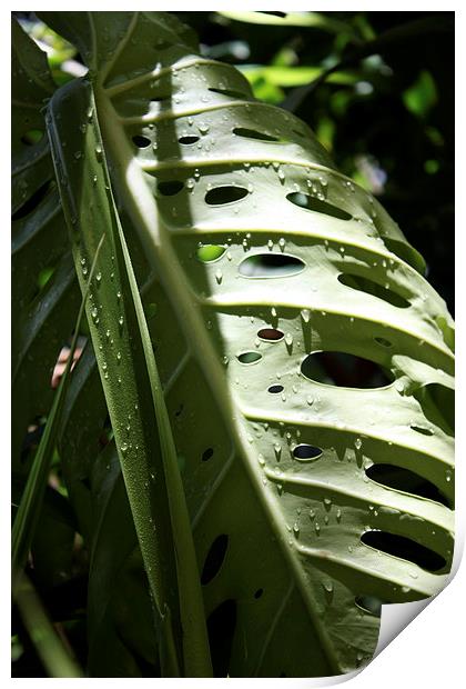  Monstera in the Morning Print by Terrance Lum