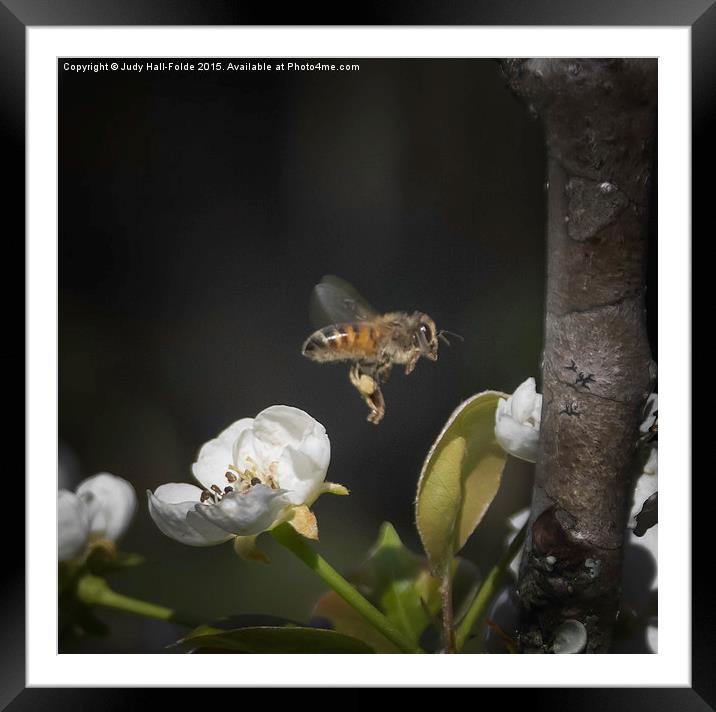 Busy as a Bee Framed Mounted Print by Judy Hall-Folde