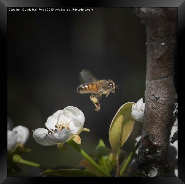  Busy as a Bee Framed Print by Judy Hall-Folde