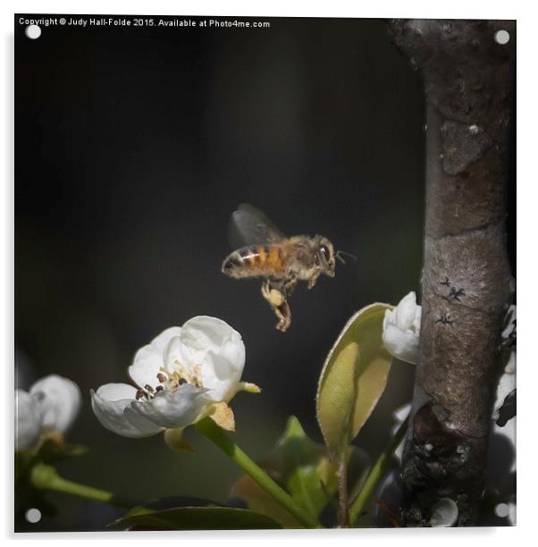  Busy as a Bee Acrylic by Judy Hall-Folde