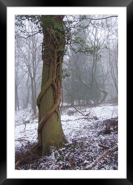 Enchanted Tree in Winter Framed Mounted Print by Pete Holloway