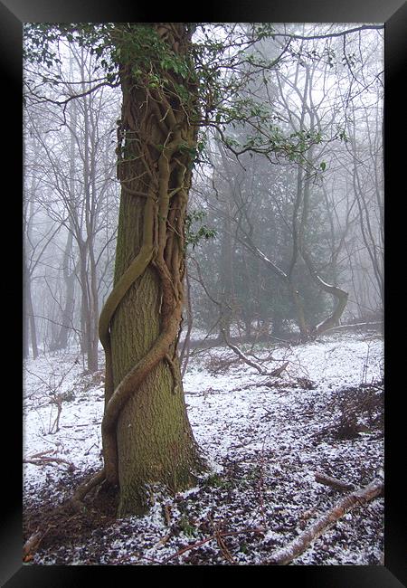 Enchanted Tree in Winter Framed Print by Pete Holloway