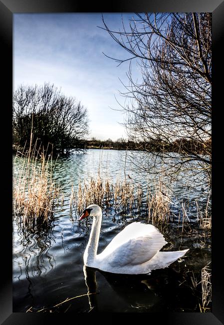 The Peaceful Swan Framed Print by David Pyatt
