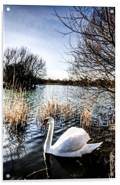 The Peaceful Swan Acrylic by David Pyatt