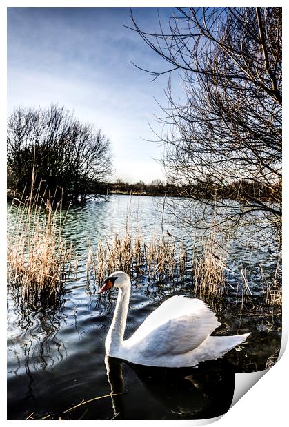 The Peaceful Swan Print by David Pyatt