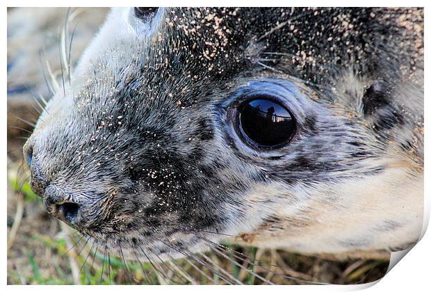  baby grey Seal Smiling Print by Fred West