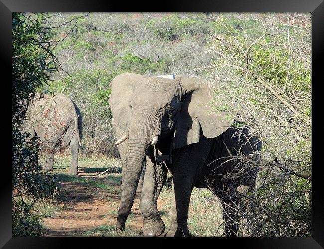  Elephants moving Framed Print by Fred West