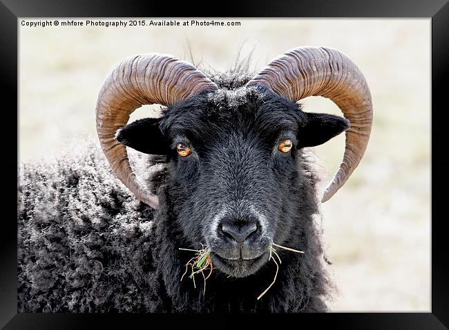 Black Sheep "Eye to Eye Contact"  Hebridean Sheep Framed Print by mhfore Photography