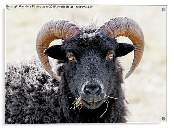  Black Sheep "Eye to Eye Contact"  Hebridean Sheep Acrylic by mhfore Photography