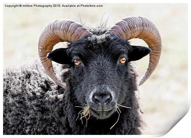 Black Sheep "Eye to Eye Contact"  Hebridean Sheep Print by mhfore Photography