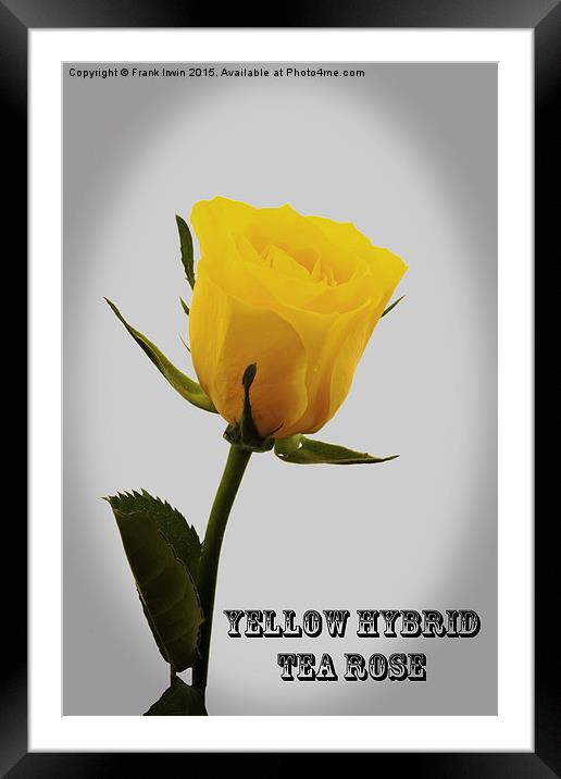 Artistic  Yellow Hybrid Tea Rose                   Framed Mounted Print by Frank Irwin