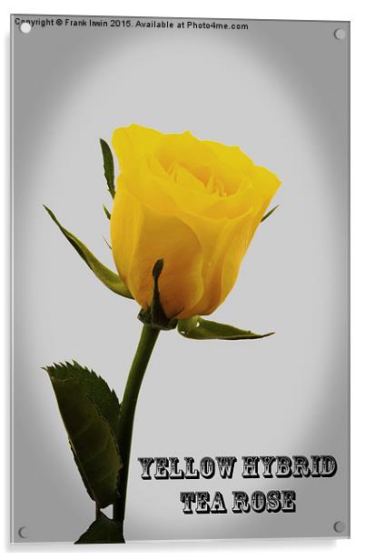 Artistic  Yellow Hybrid Tea Rose                   Acrylic by Frank Irwin