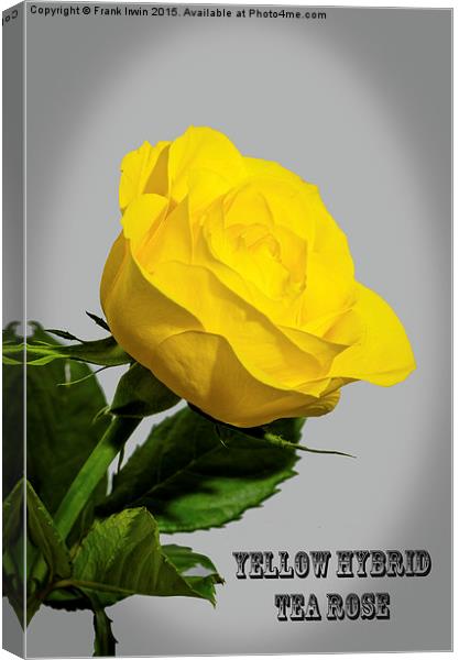Artistic Yellow Hybrid Tea Rose                    Canvas Print by Frank Irwin