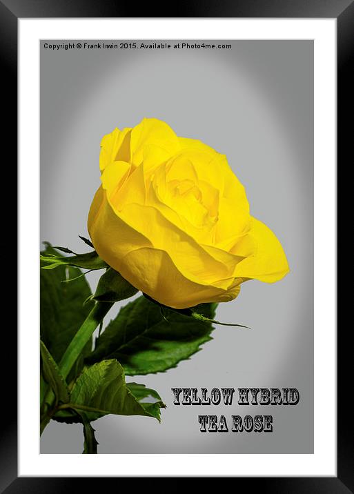 Artistic Yellow Hybrid Tea Rose                    Framed Mounted Print by Frank Irwin