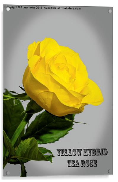 Artistic Yellow Hybrid Tea Rose                    Acrylic by Frank Irwin
