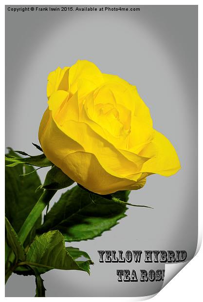 Artistic Yellow Hybrid Tea Rose                    Print by Frank Irwin