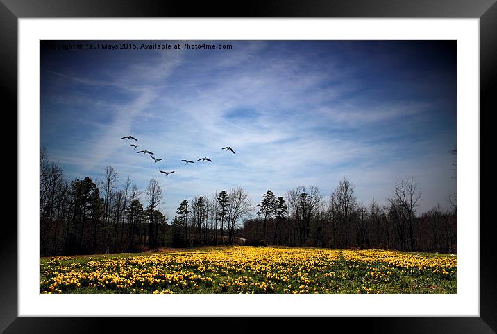  Over Flight Framed Mounted Print by Paul Mays