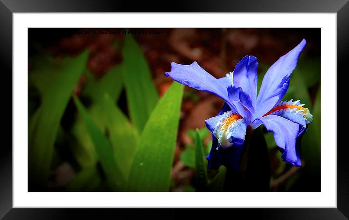  Wild Dwarf Iris  Framed Mounted Print by Paul Mays