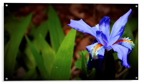  Wild Dwarf Iris  Acrylic by Paul Mays