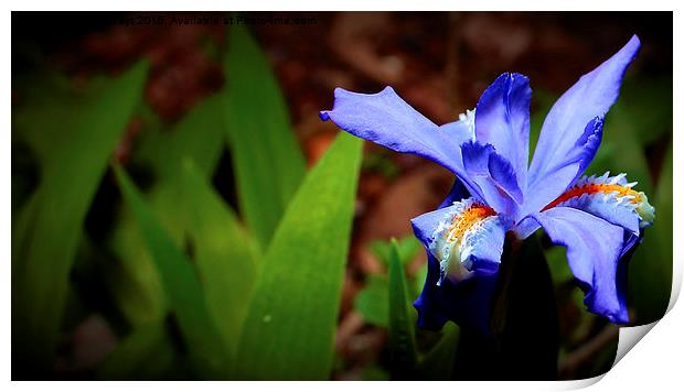  Wild Dwarf Iris  Print by Paul Mays