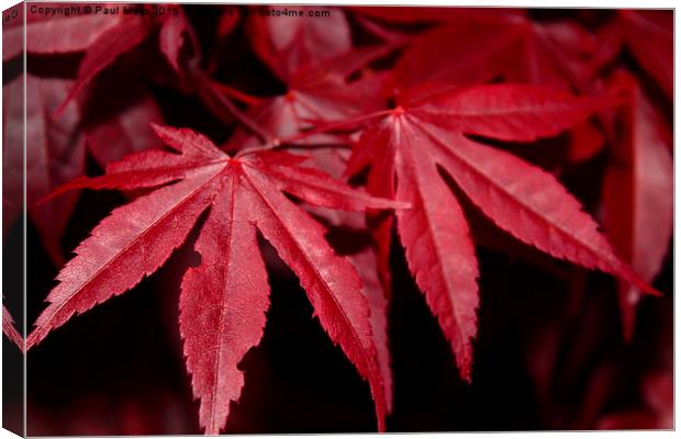  Chinese Maple Canvas Print by Paul Mays
