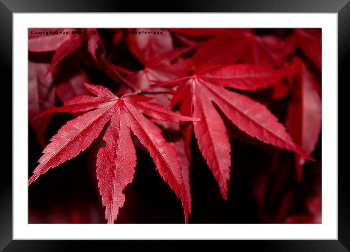  Chinese Maple Framed Mounted Print by Paul Mays