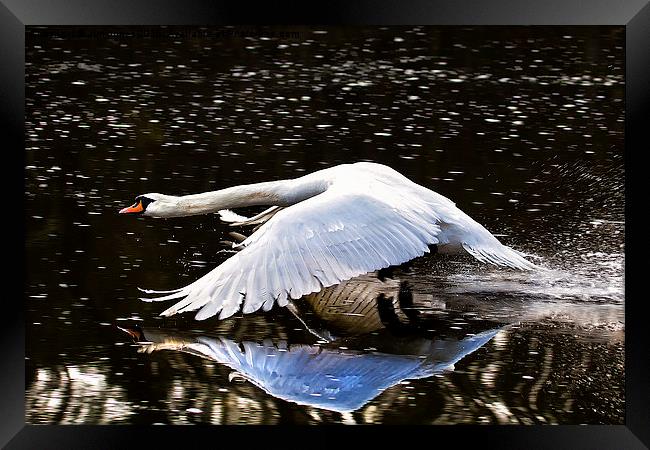  Swan reflection Framed Print by Jim Jones