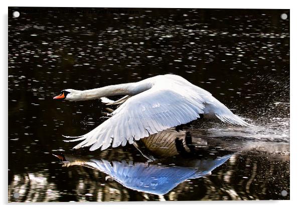  Swan reflection Acrylic by Jim Jones