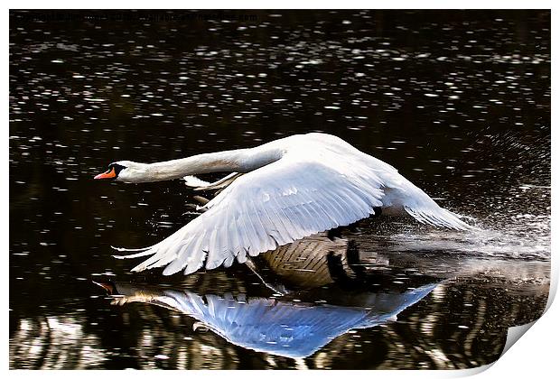  Swan reflection Print by Jim Jones