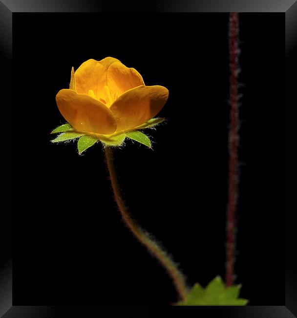  Tiny Yellow Wild Bloom Framed Print by Paul Mays