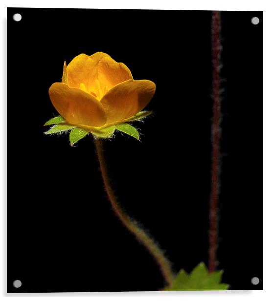  Tiny Yellow Wild Bloom Acrylic by Paul Mays