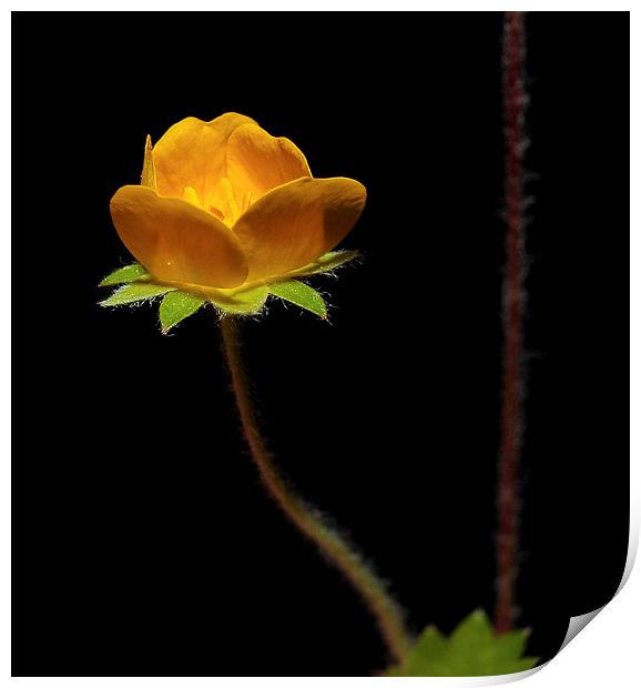  Tiny Yellow Wild Bloom Print by Paul Mays