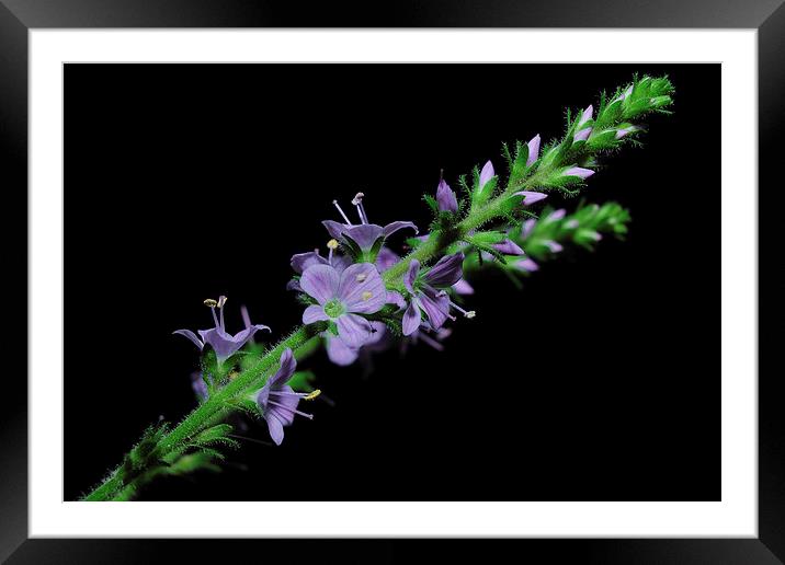  Wild and Blue Framed Mounted Print by Paul Mays