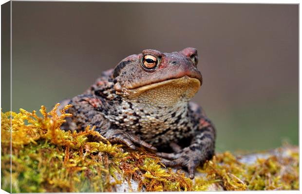 Toad Canvas Print by Macrae Images
