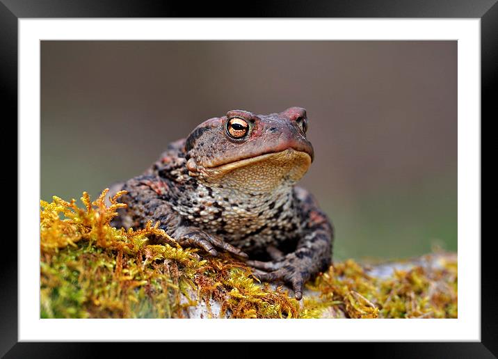  Toad Framed Mounted Print by Macrae Images