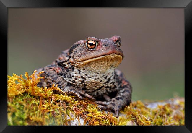  Toad Framed Print by Macrae Images