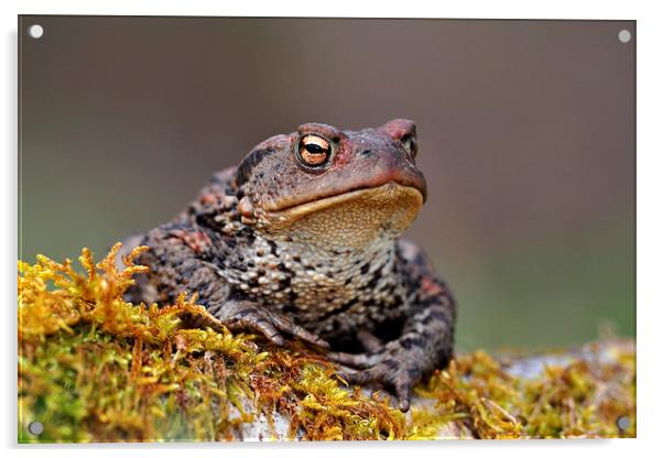  Toad Acrylic by Macrae Images