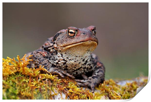  Toad Print by Macrae Images