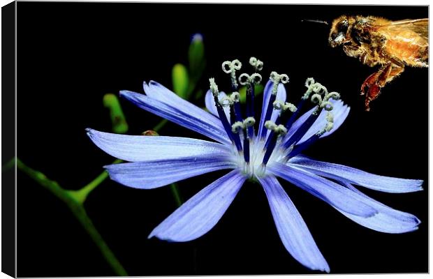  Chicory Dinner  Canvas Print by Paul Mays