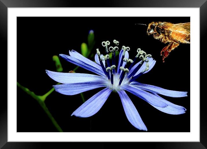  Chicory Dinner  Framed Mounted Print by Paul Mays