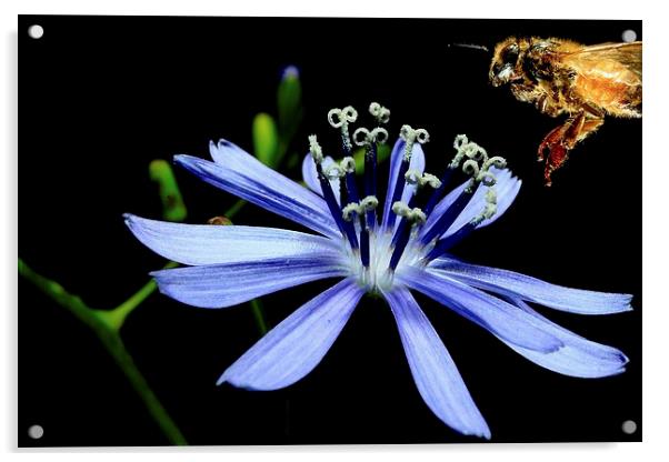  Chicory Dinner  Acrylic by Paul Mays