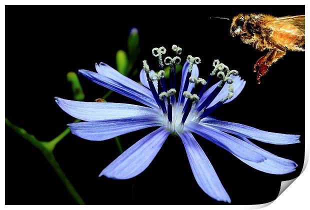  Chicory Dinner  Print by Paul Mays