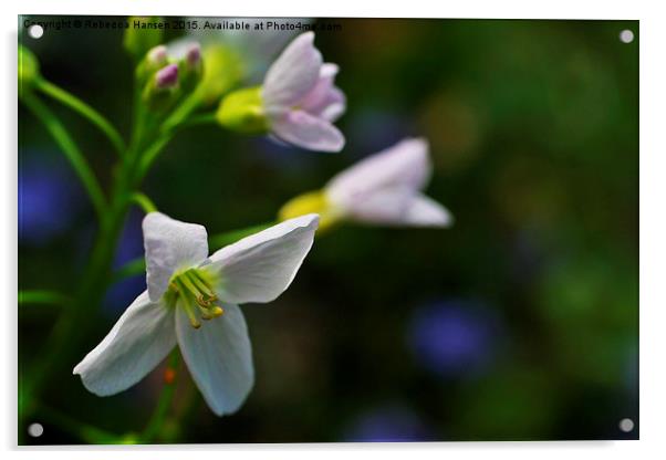  Slender Toothwort Acrylic by Rebecca Hansen