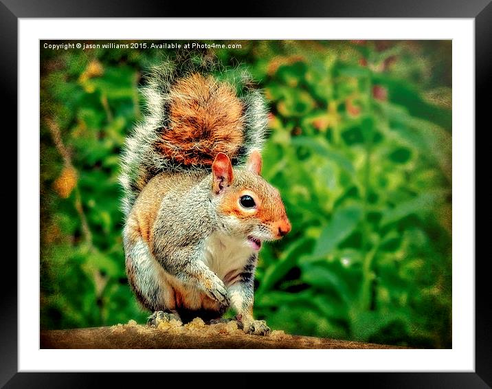 Cheeky Grey Squirrel  Framed Mounted Print by Jason Williams