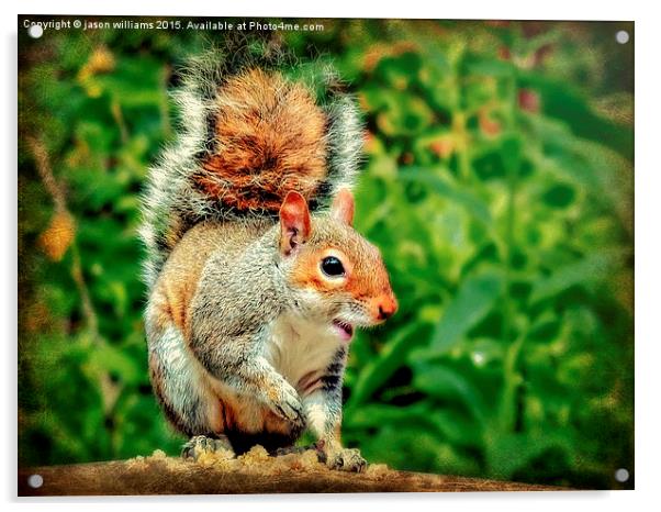 Cheeky Grey Squirrel  Acrylic by Jason Williams