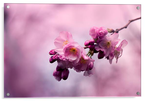 Japanese Cherry! Acrylic by Inguna Plume